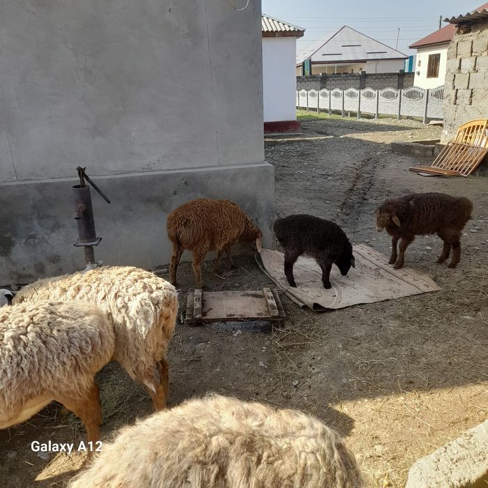 Ұрғашы тоқты сатылады