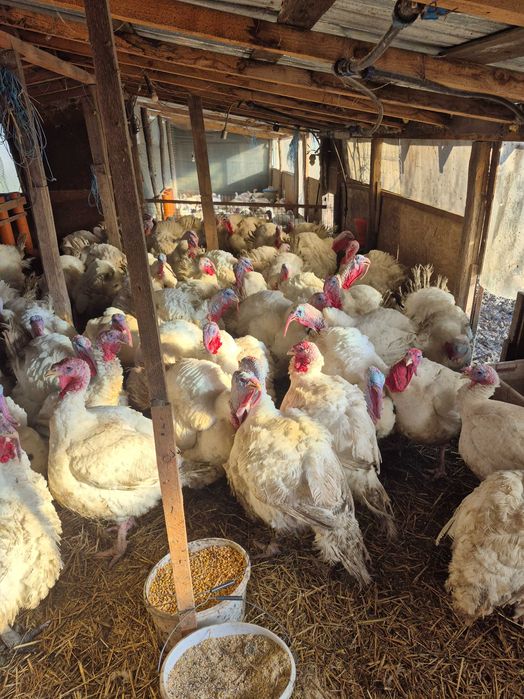 Curcani disponibili crescuți bio, greutate între 12 kg-25 kg.