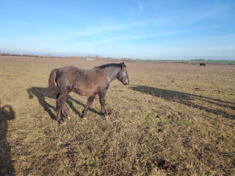 Manz de 5 luni rasa noriker din parinti cu pedigree