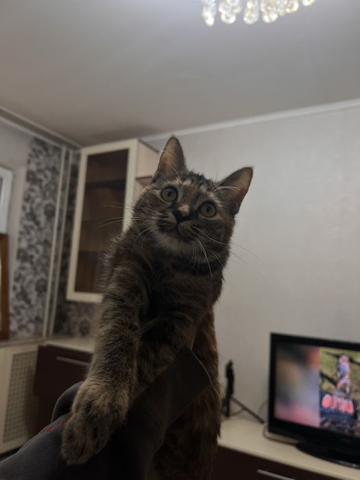Отдам в доброе руки ,
