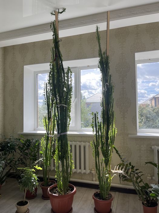 Огромные взрослые растение  — 2,5 +метра, редкий размер