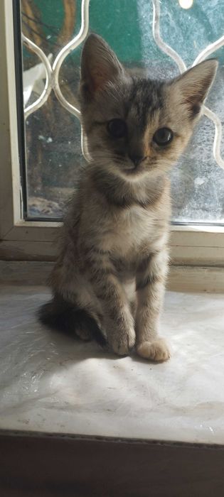 Котята бесплатно даром