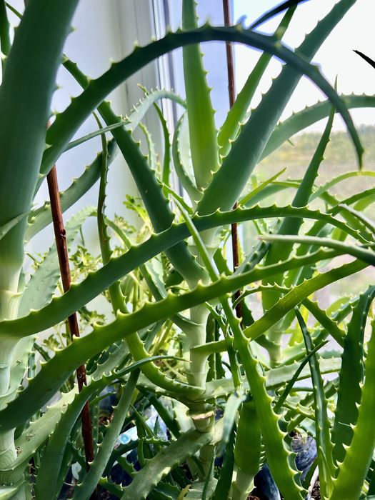 Распродажа АЛОЭ 5 лет