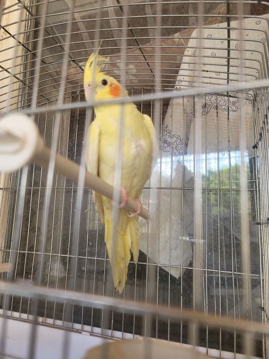 Продаётся попугайи  домашний