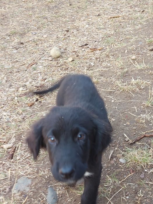 Подарявам кученца