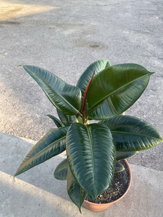 Фикус Эластика.