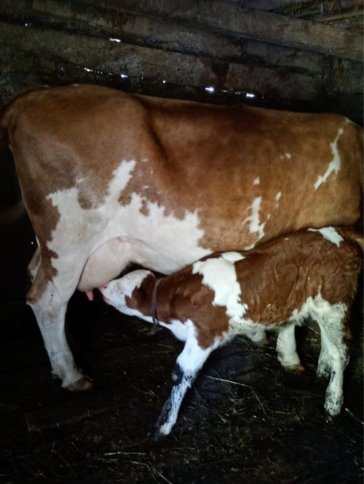 Vaca cu vitel de vanzare
