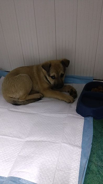 Щенки в добрые руки