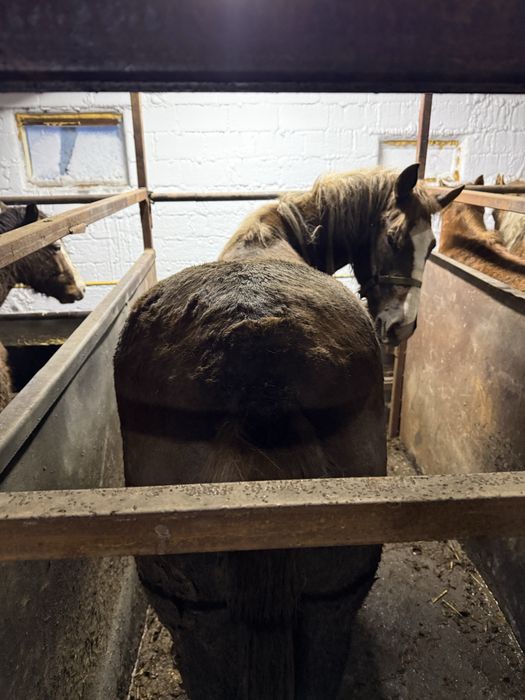 Лошадь с откорма крупная