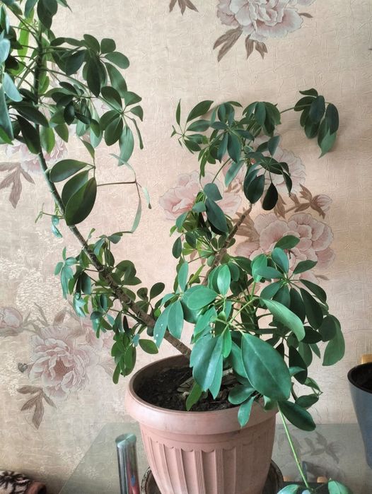 Шеффлера комнатное растение