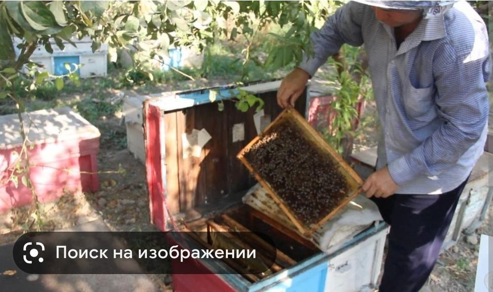 Аsal Arilar oilasi sotiladi