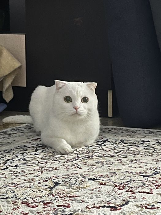 Отдам в хорошие руки