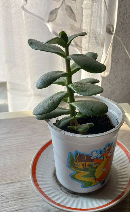 Комнатные цветы отростки