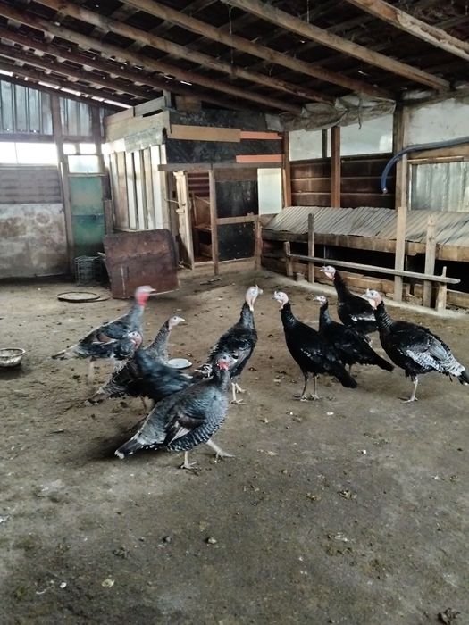 Продам гусей гусей