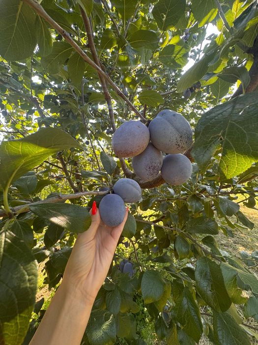Prune de vazare - Mai multe soiuri, atat de masa cat si  pentru tuica