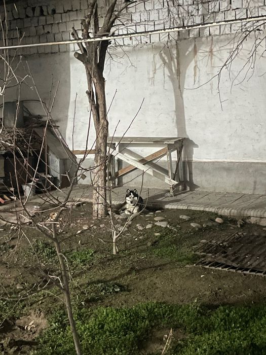 Toza zotli it …………….                                                 .