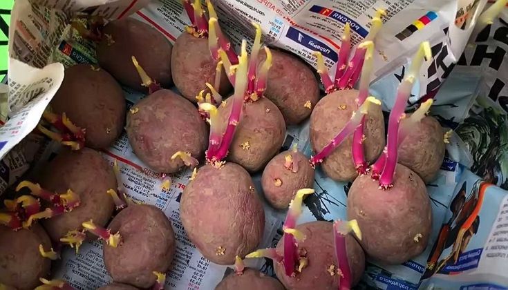 Картошка семенная