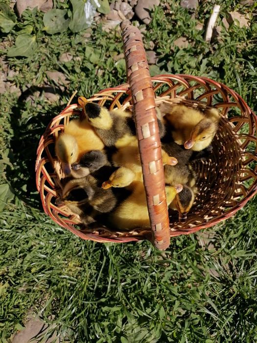 Rațe de vânzare/de casă