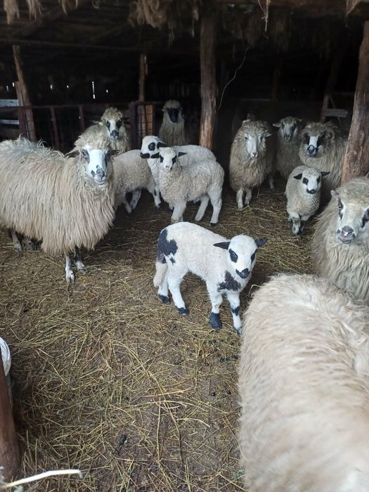 Oi si Berbeci de vanzare!