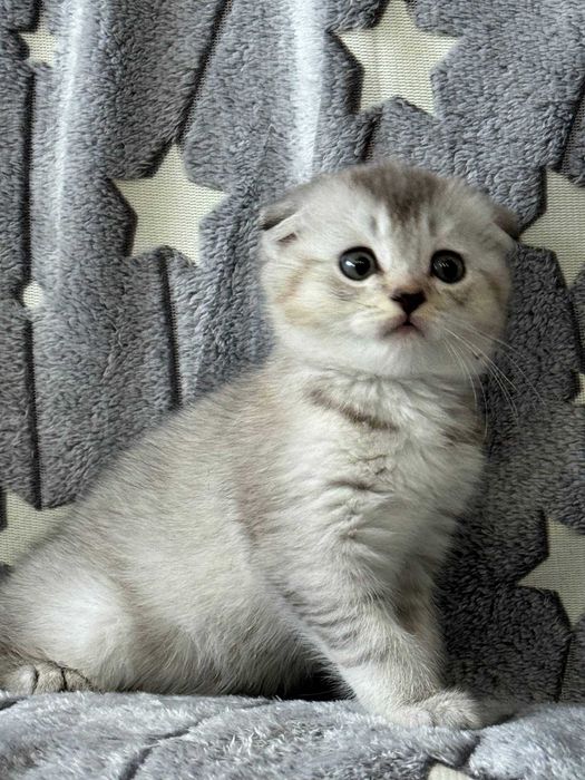 шиншилла серебро вислоушка