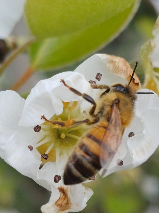 Miere albine salcam / rapita,pomi fructiferi,poliflora si capacele miere