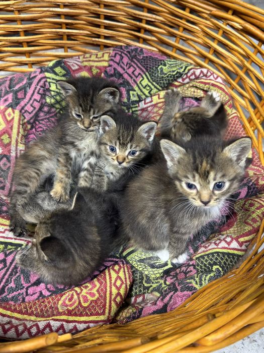 Отдам котят в хорошие руки