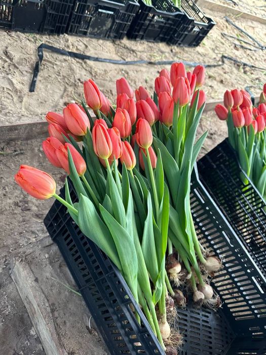 Тюльпаны оптом беларусь местные и голландия