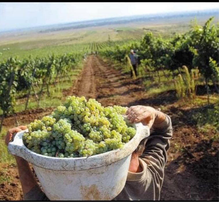 Vand struguri de vin