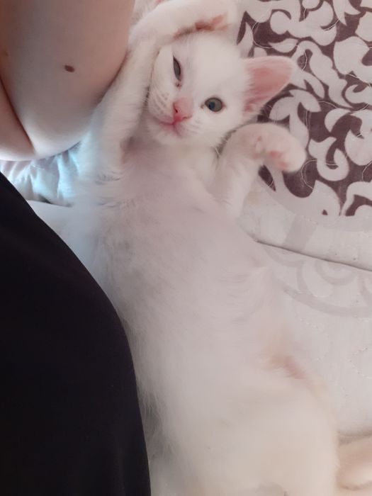 Ofer cazare pentru pisici (catsitter)