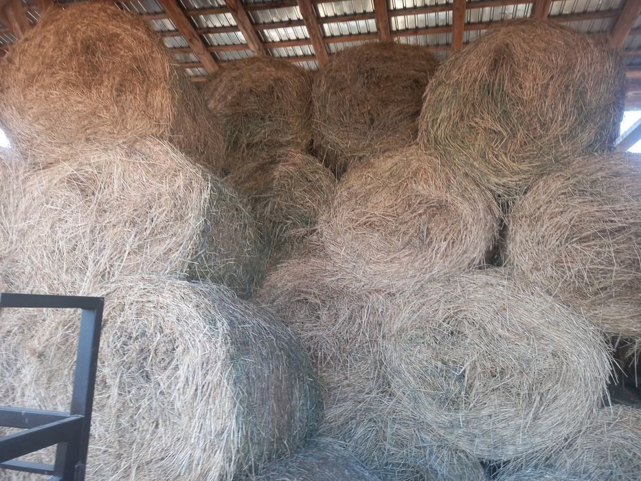 Vând baloti lucernă