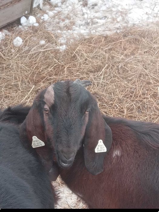 Vand iede anglon̈ubian originale!!!