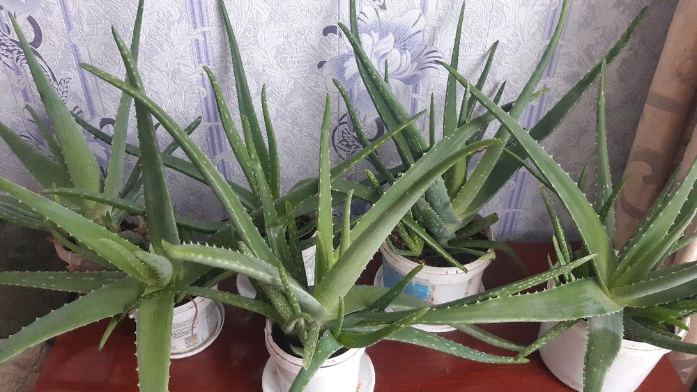 Продам алой вера