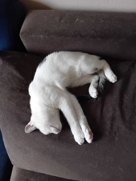 Мъжко коте търси дом