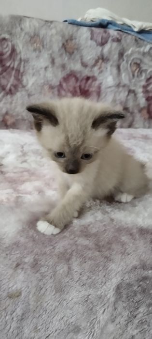 Одам котят бесплатно