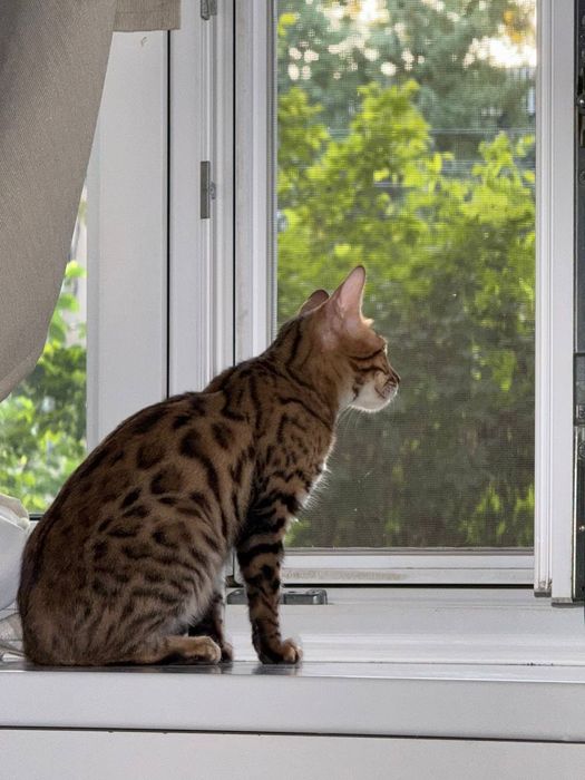 Продаётся бенгалский котик