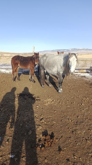 Продам еки бас бие. Буаз коктемде кулындайды