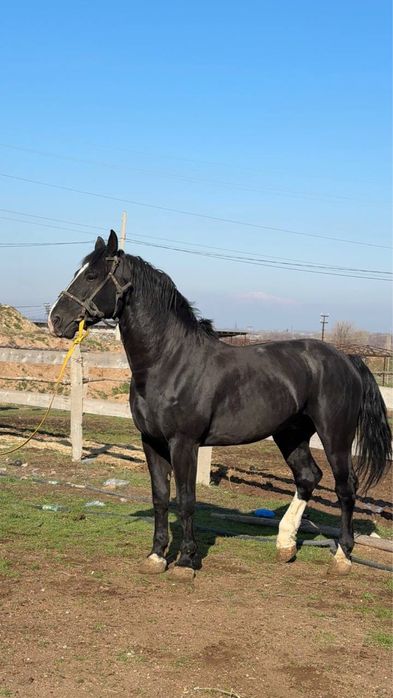 tozza qonli ot sotilad