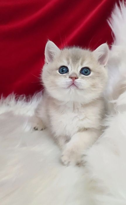 Девочка голубое золото шиншилла