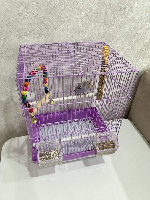 Продам волнистого попугая