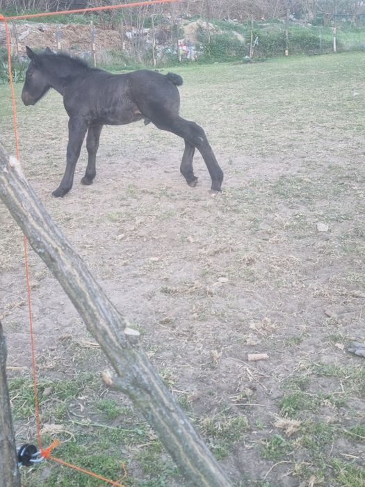 Iapa cu manz de vanzare