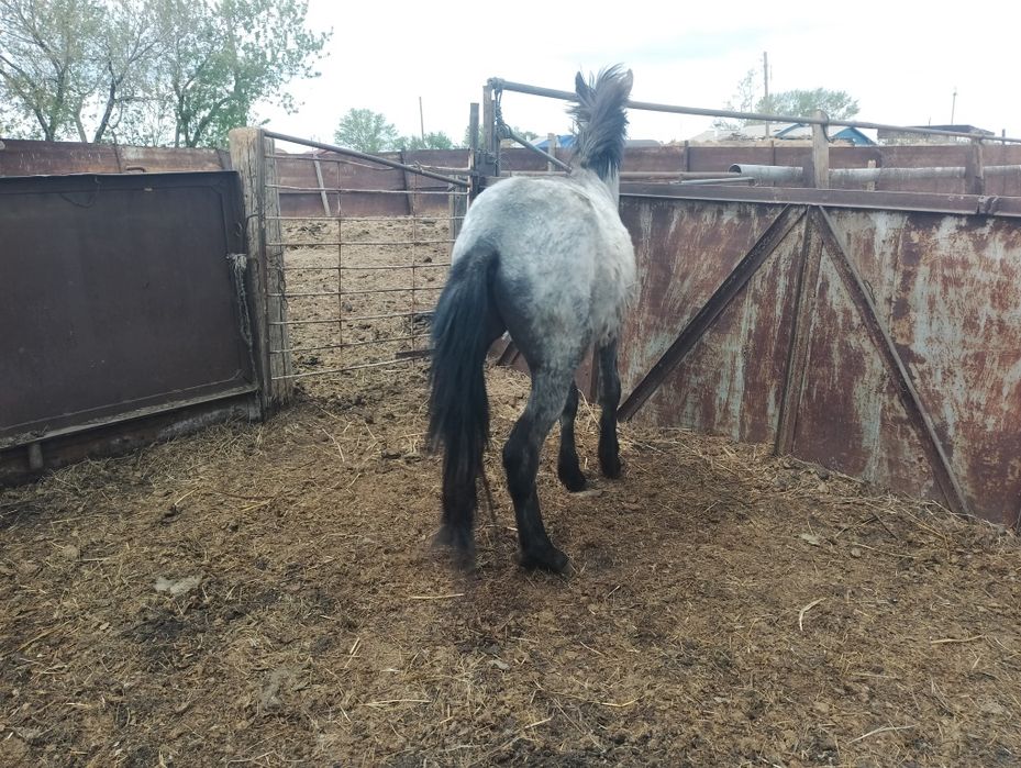 Тай сатылады 350000