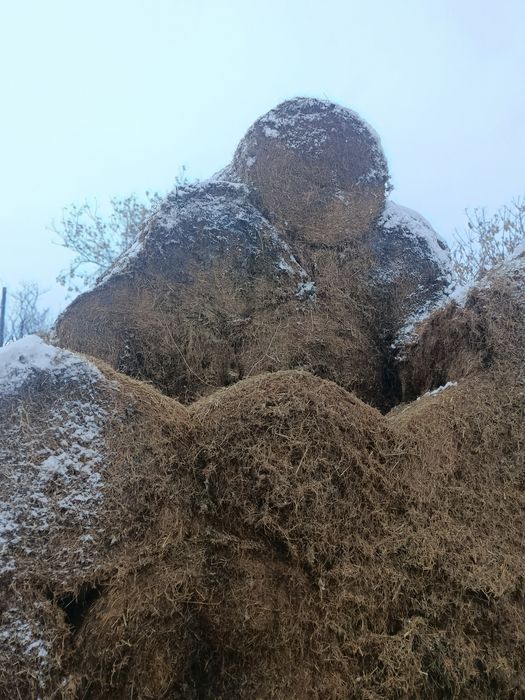 Продам сено, солома чечевичная