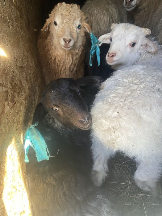 Кой сатамын 11 бас