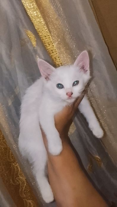 Отдадим котят в добрые руки