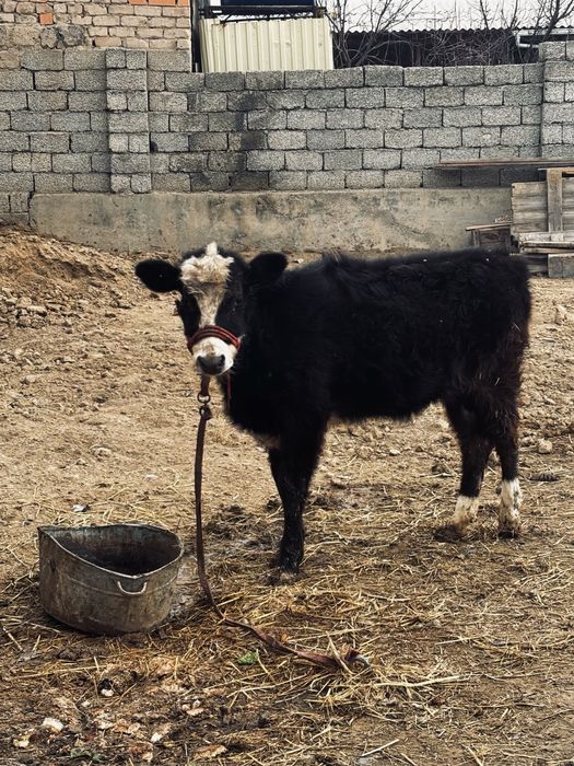 Бузау сатылады урғашы