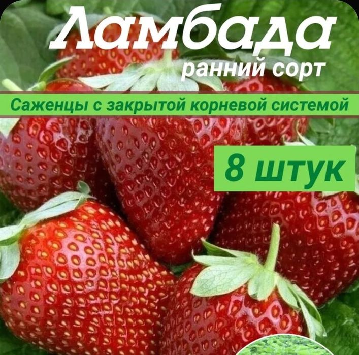 Клубника одноразовая, сортовая