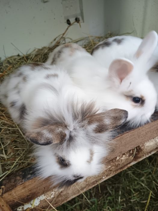 Perechi sau femele pui și maturi