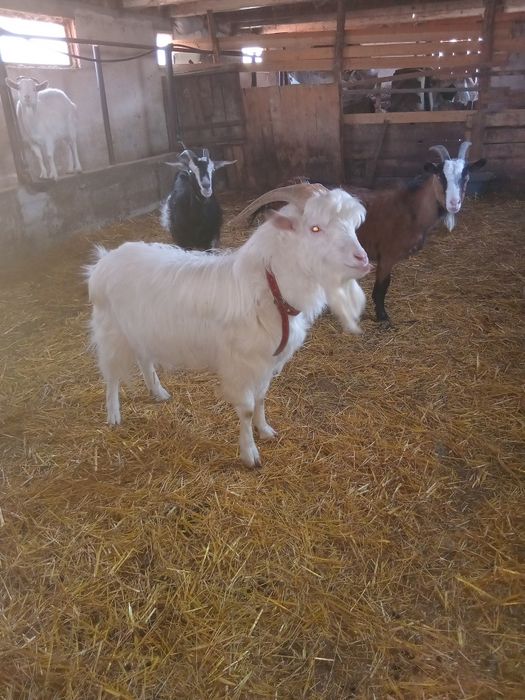 Capre cu Iezi  Gemeni si Tap