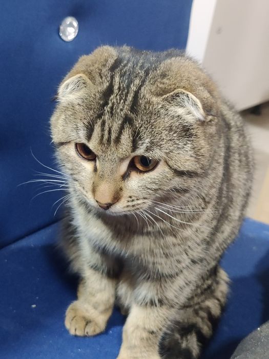 Кошка Шотландская