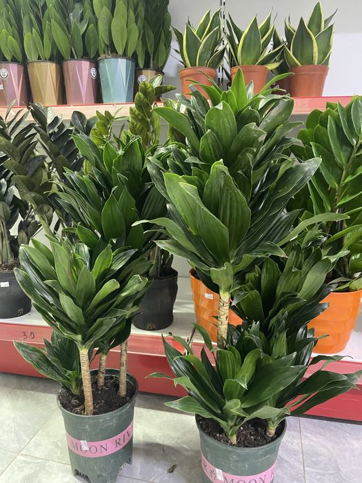 Комнатные цветы для дома и офиса